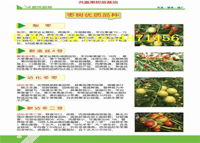 果树苗哪有卖果树苗种植技术