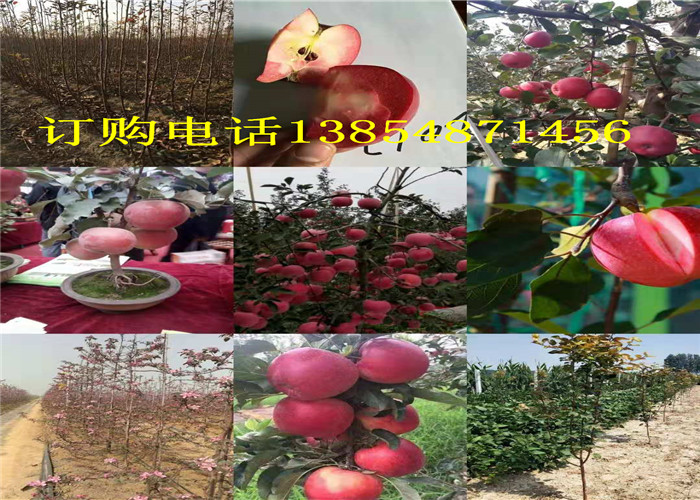 果树苗哪有卖果树苗种植技术