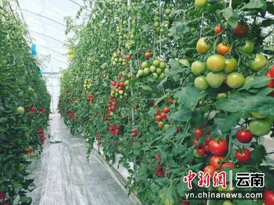 种植烤烟致富材料_烤烟种植赚钱吗_致富种植烤烟材料是什么