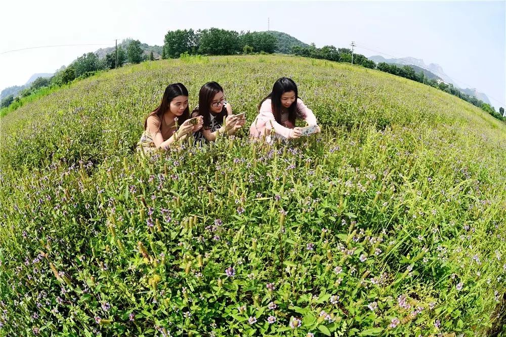 【精准扶贫】特色产业种植助力脱贫致富
