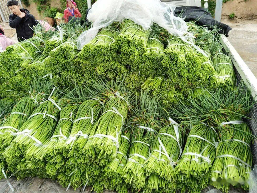 农民致富经蒜_致富经大蒜种植视频_千亩大蒜为群众致富
