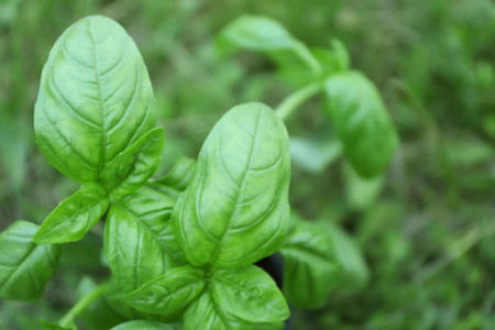 紫生菜种植技术_紫生菜种植方法_种植紫生菜技术与管理