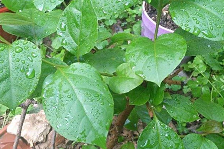 紫生菜种植方法_紫生菜种植技术_种植紫生菜技术与管理