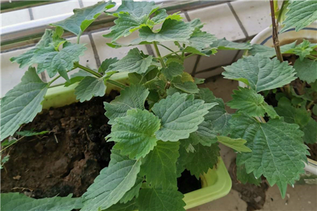 种植紫生菜技术与管理_紫生菜种植技术_紫生菜种植方法