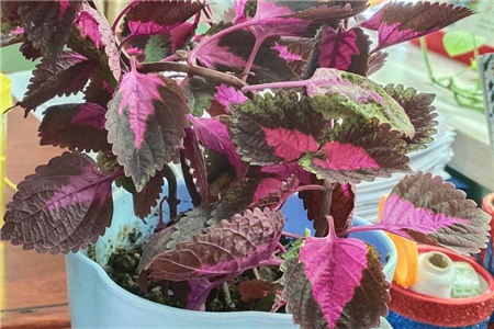 种植紫生菜技术与管理_紫生菜种植方法_紫生菜种植技术