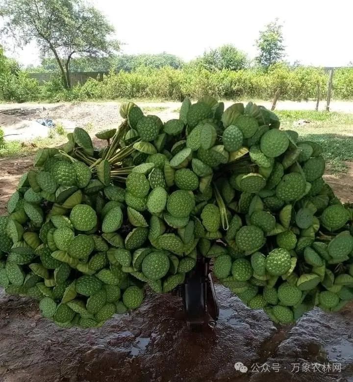 越南种植致富项目_越南种植业_越南种田