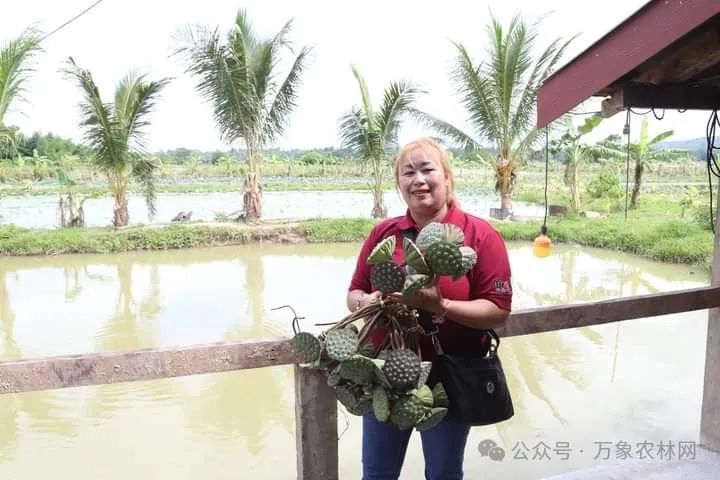 越南种植业_越南种田_越南种植致富项目
