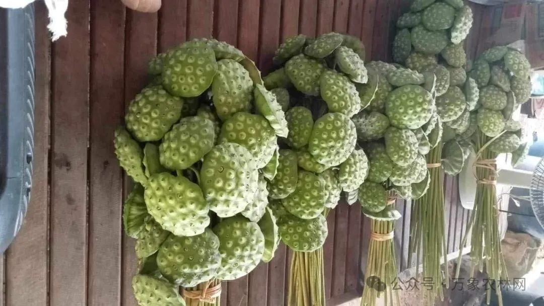 越南种植业_越南种植致富项目_越南种田