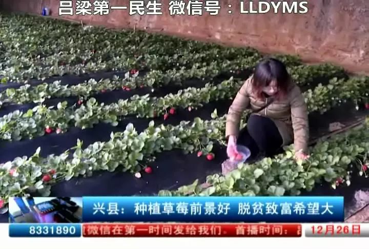 2021年种植致富前景_种植致富新项目_种植致富未来趋势
