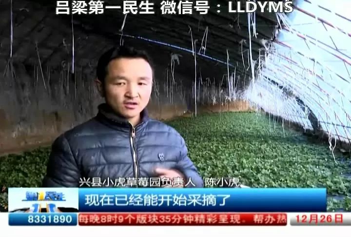 2021年种植致富前景_种植致富新项目_种植致富未来趋势