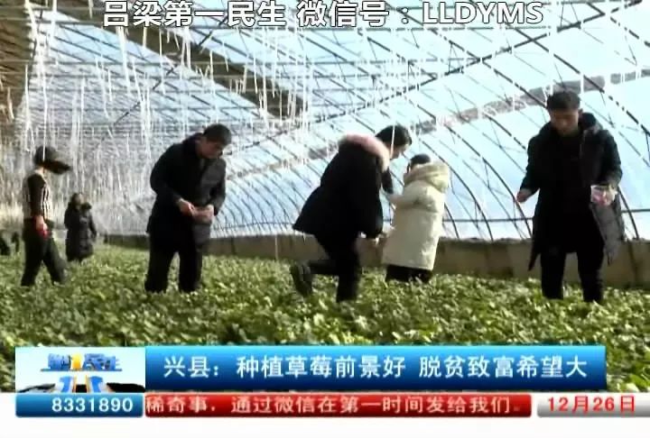种植致富新项目_2021年种植致富前景_种植致富未来趋势
