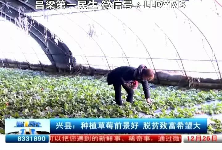 2021年种植致富前景_种植致富新项目_种植致富未来趋势