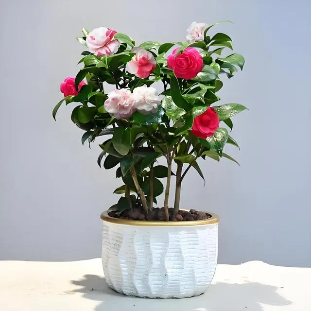 山茶花什么时候开花，家庭种植需要注意什么，一般可以养多久？