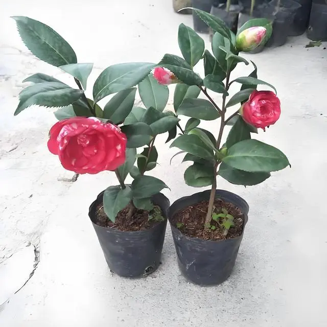 茶花树种植技术_茶树花种植方法过程_如何种植茶花树