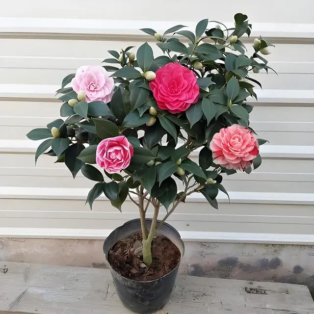 如何种植茶花树_茶树花种植方法过程_茶花树种植技术