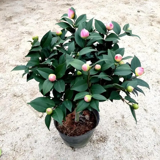 茶花树种植技术_茶树花种植方法过程_如何种植茶花树