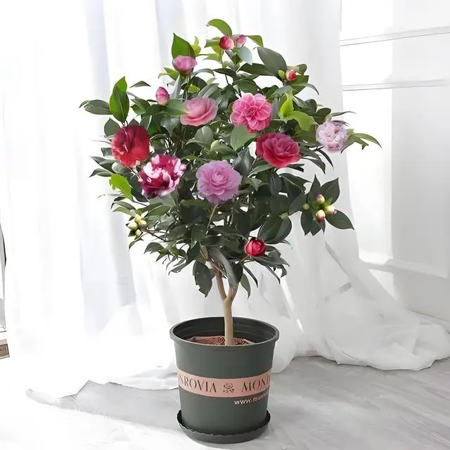 如何种植茶花树_茶树花种植方法过程_茶花树种植技术