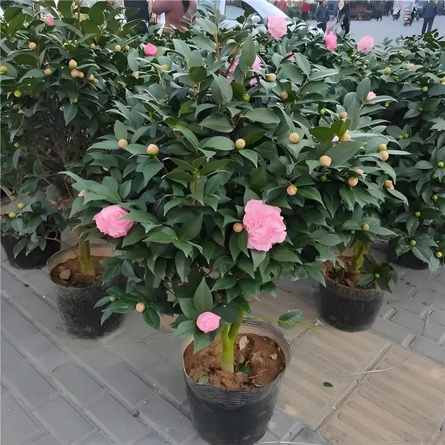 茶花树种植技术_如何种植茶花树_茶树花种植方法过程