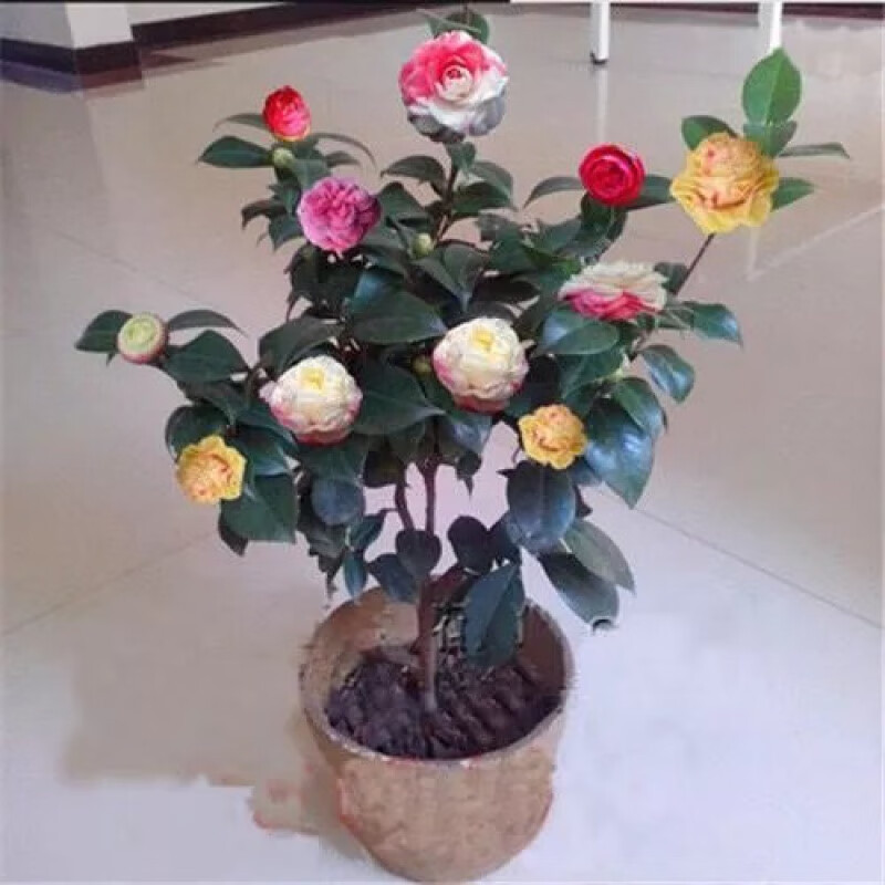 茶树花种植方法过程_茶花树种植技术_如何种植茶花树