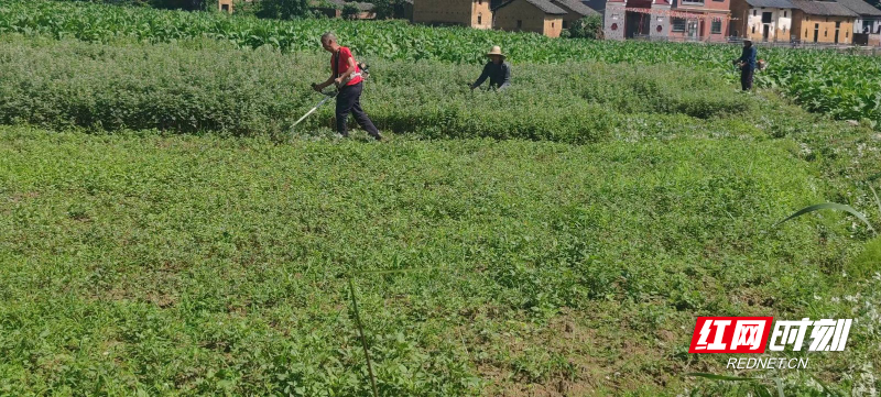 宜章县曹家坌村：艾草成村民增收致富“黄金叶”