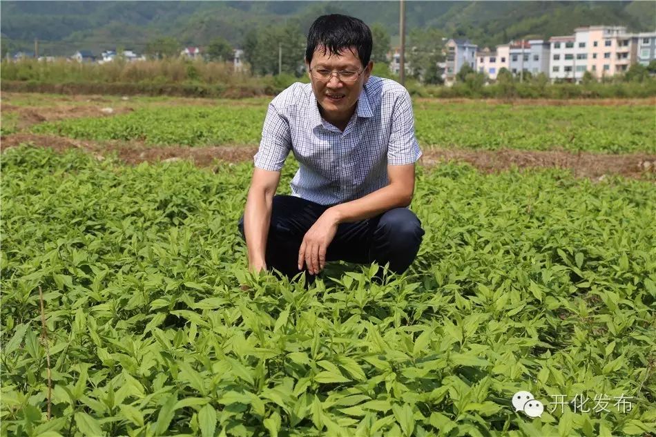 佩兰种植效益_佩兰种植经济效益_种植佩兰致富吗