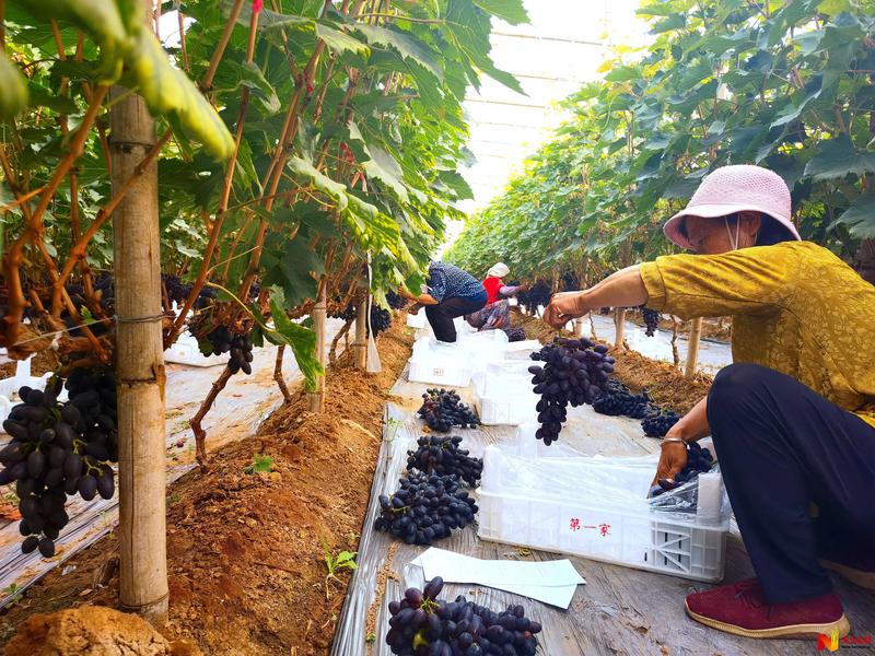 深州:葡萄熟了 “串起”百姓“致富路”