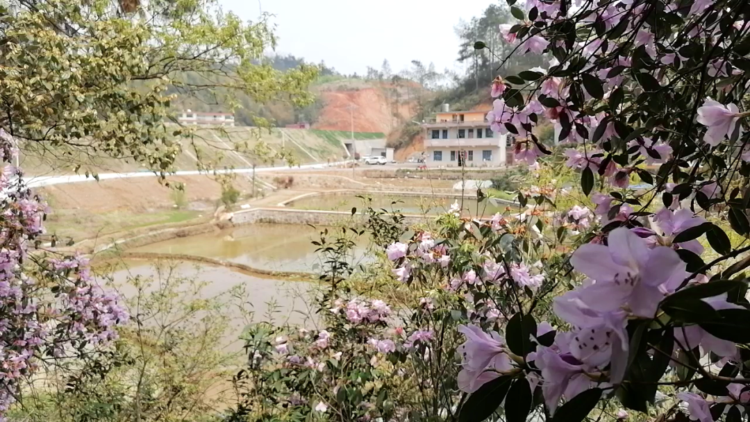 致富经科技苑蜜蜂养殖_蜜蜂致富经_致富经养蜜蜂致富视频