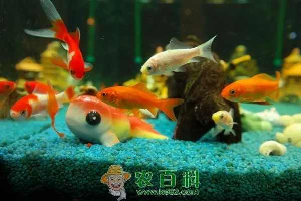 金鱼养殖致富,金鱼养殖致富吗