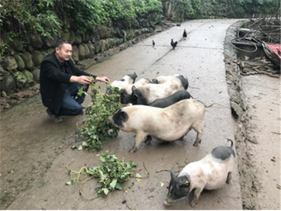 小香猪养殖走出致富路_香猪养殖前景和利润_香猪致富经