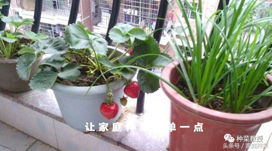家庭种菜：草莓 的详细种植步骤及注意事项！