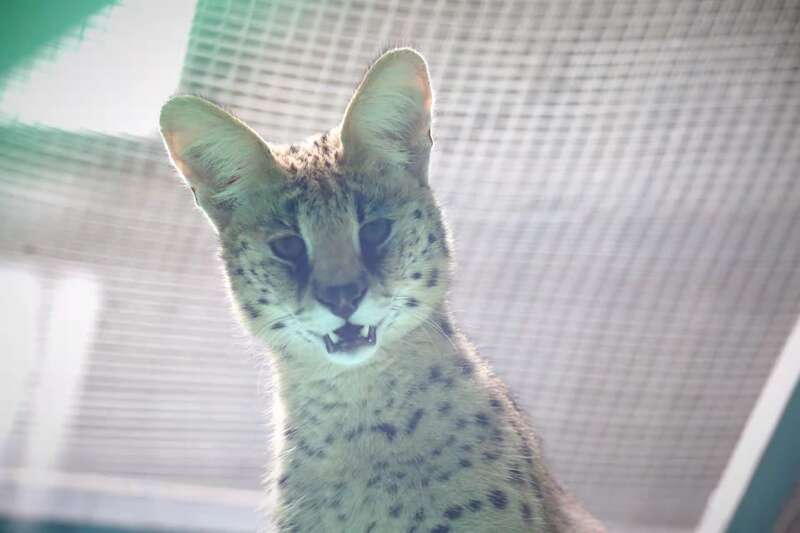 豹猫养殖技术_豹猫人工养殖_养殖技术豹猫教学视频