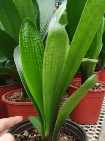 君子兰的种法步骤_君子兰分株种植技术_君子兰种子种植
