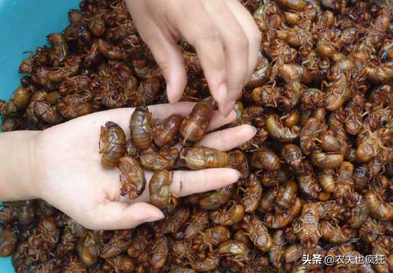 知了猴幼虫蛰伏在地下时以什么为食？为何蚂蚁不吃它？