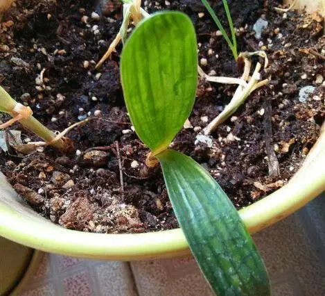 君子兰的种植过程_君子兰分株种植技术_君子兰的种法步骤