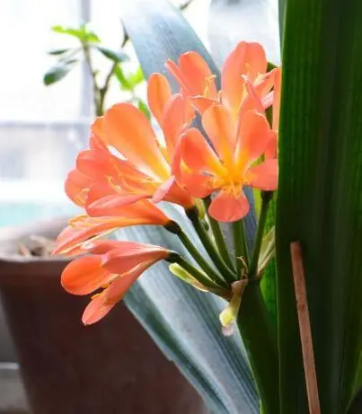 君子兰的种植过程_君子兰的种法步骤_君子兰分株种植技术