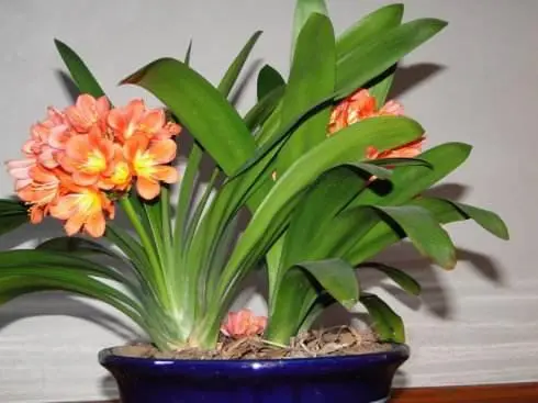 君子兰的种植过程_君子兰的种法步骤_君子兰分株种植技术