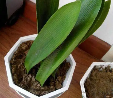 君子兰的种植过程_君子兰分株种植技术_君子兰的种法步骤