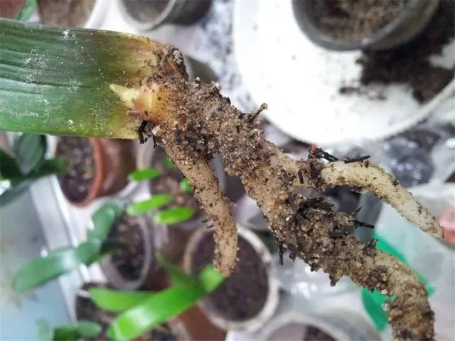 君子兰的种法步骤_君子兰分株种植技术_君子兰的种植过程