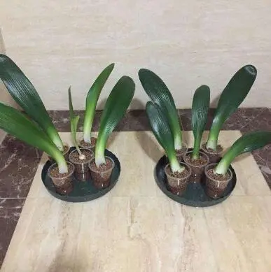 君子兰的种法步骤_君子兰的种植过程_君子兰分株种植技术