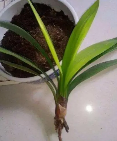 君子兰的种植过程_君子兰分株种植技术_君子兰的种法步骤