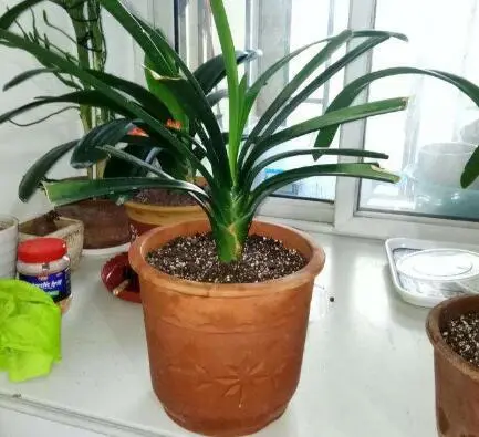 君子兰的种植过程_君子兰的种法步骤_君子兰分株种植技术