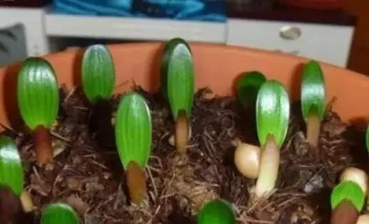 君子兰的种法步骤_君子兰分株种植技术_君子兰种植过程