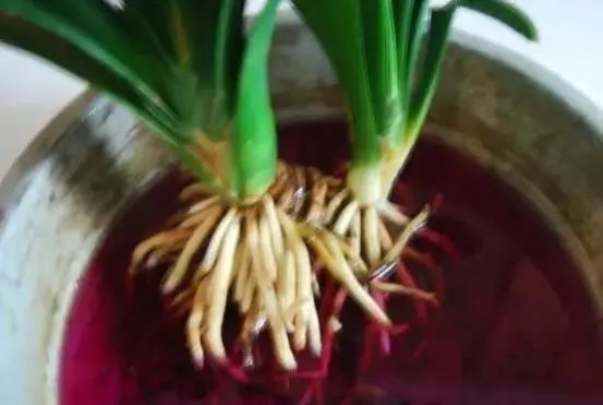 君子兰的种法步骤_君子兰种植过程_君子兰分株种植技术