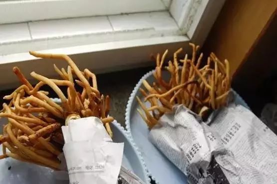 君子兰的种法步骤_君子兰分株种植技术_君子兰种植过程