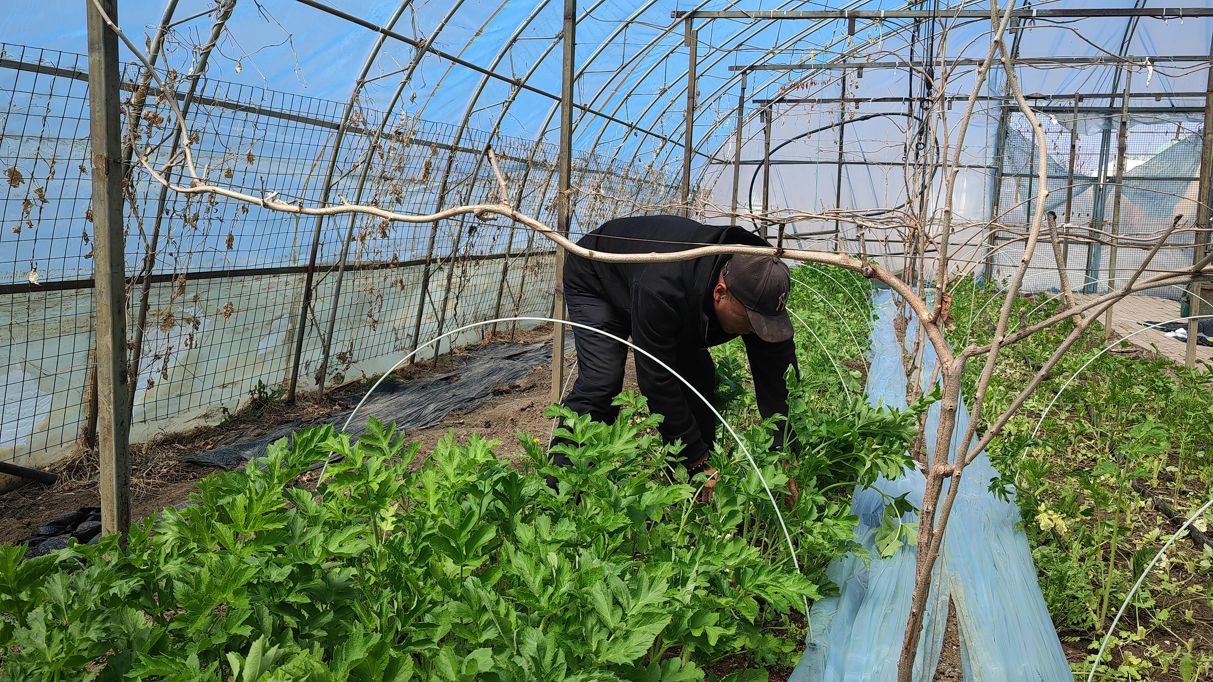 陕西野菜种植技术_陕西野菜种植技术与管理_陕西野菜种植技术和管理