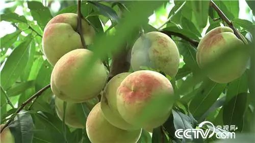 致富经刘光战桃苗价格_致富经刘光战桃苗价格_致富经刘光战桃苗价格