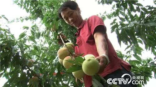 致富经刘光战桃苗价格_致富经刘光战桃苗价格_致富经刘光战桃苗价格
