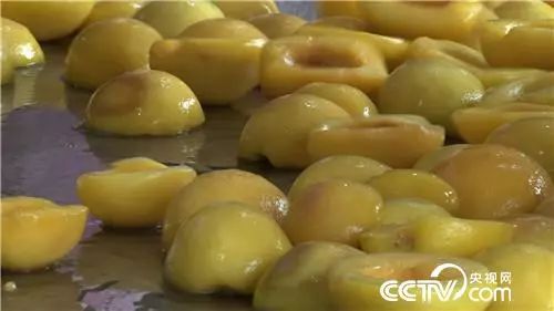 致富经刘光战桃苗价格_致富经刘光战桃苗价格_致富经刘光战桃苗价格