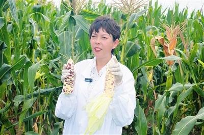 糯玉米种植前景与销路_糯玉米种植利润_种植糯玉米致富