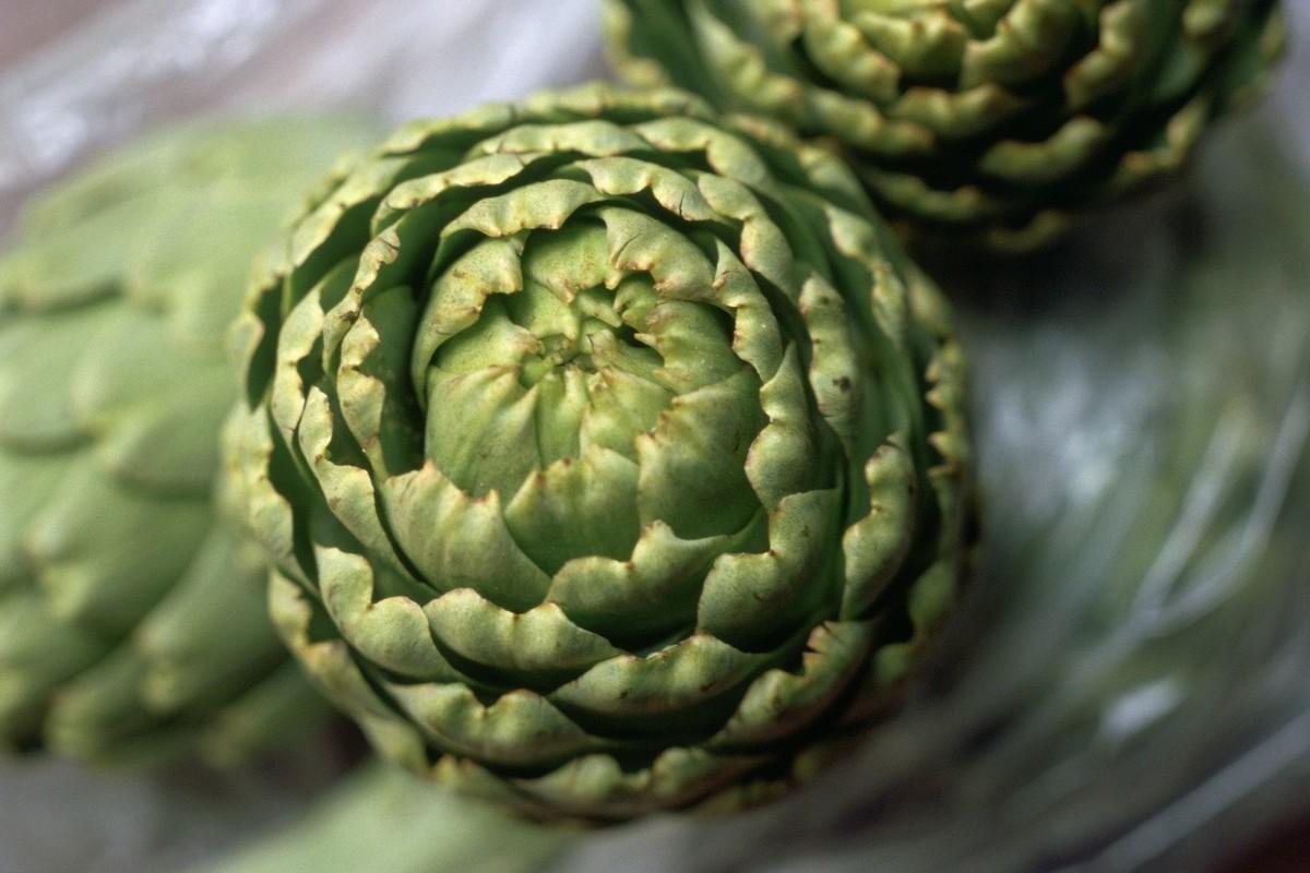 陕西野菜种植技术_陕西野菜种植技术和管理_陕西野菜种植技术规程